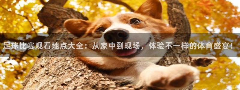 足球比赛观看地点大全：从家中到现场，体验不一样的体育盛宴！